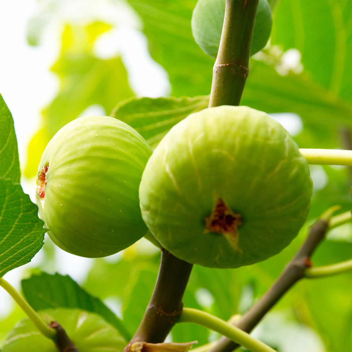 Vijgenboom 'Brogiotto Blanc' - Willemse