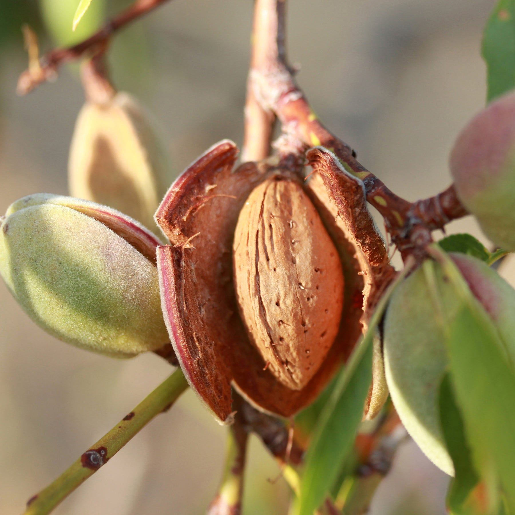 Notenbomen - Amandelboom - Prunus dulcis Texas