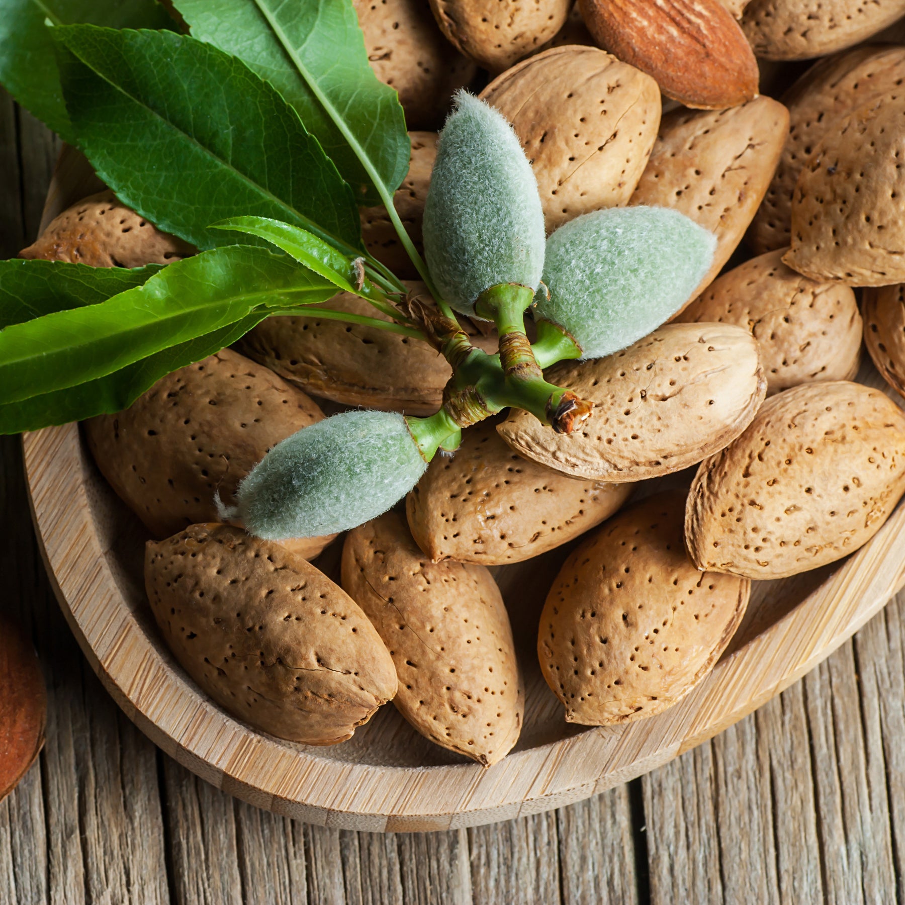 Verkoop Amandelboom - Prunus dulcis Texas