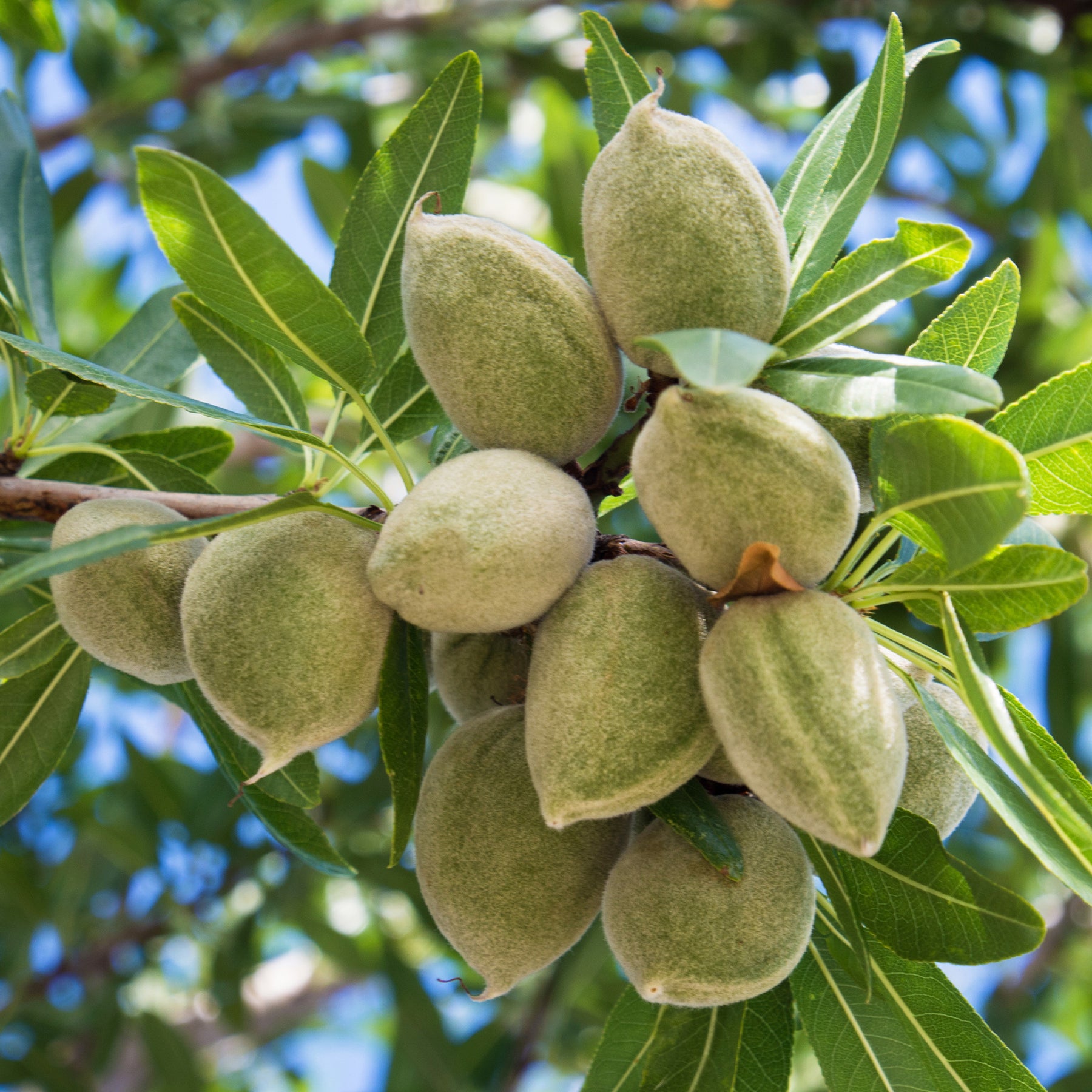 Prunus dulcis Texas - Amandelboom - Notenbomen