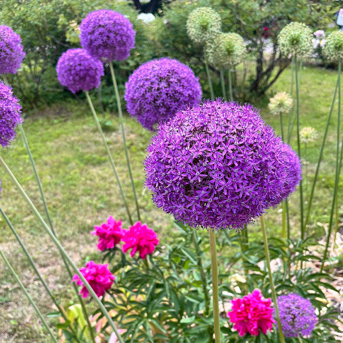 Allium Gladiator - Sierui 'Gladiator' - Allium