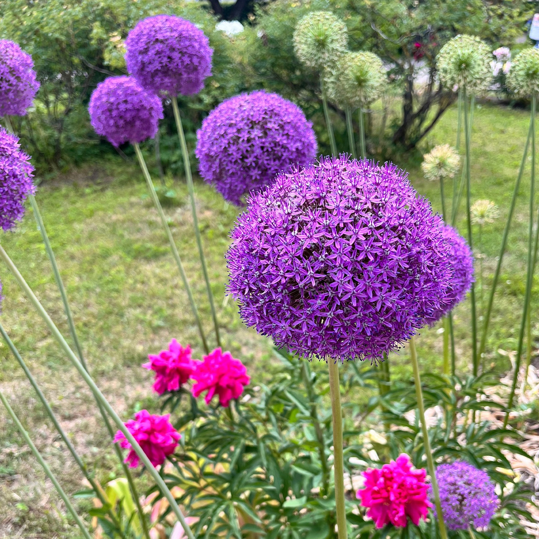 Sierui 'Gladiator' - Allium Gladiator - Willemse