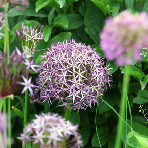 Allium - Allium Christophii (x10) - Allium christophii