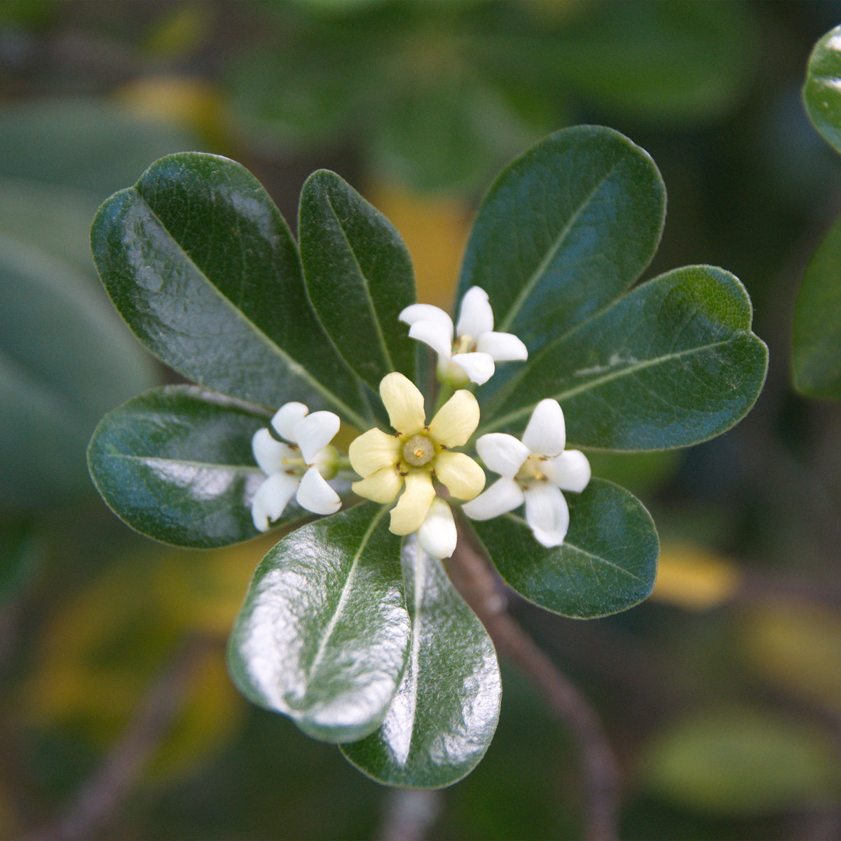 Pittosporum tobira - Australische Laurier - Wintergroene heesters