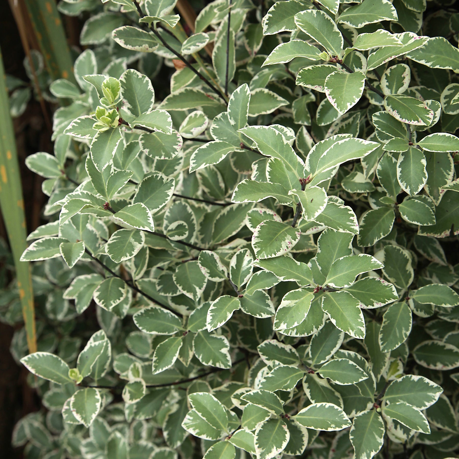 Wintergroene heesters - Australische bonte Laurier - Pittosporum tenuifolium Variegatum