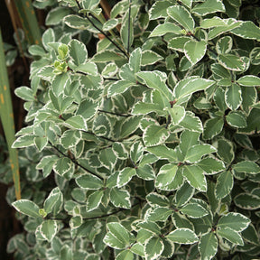 Wintergroene heesters - Australische bonte Laurier - Pittosporum tenuifolium Variegatum