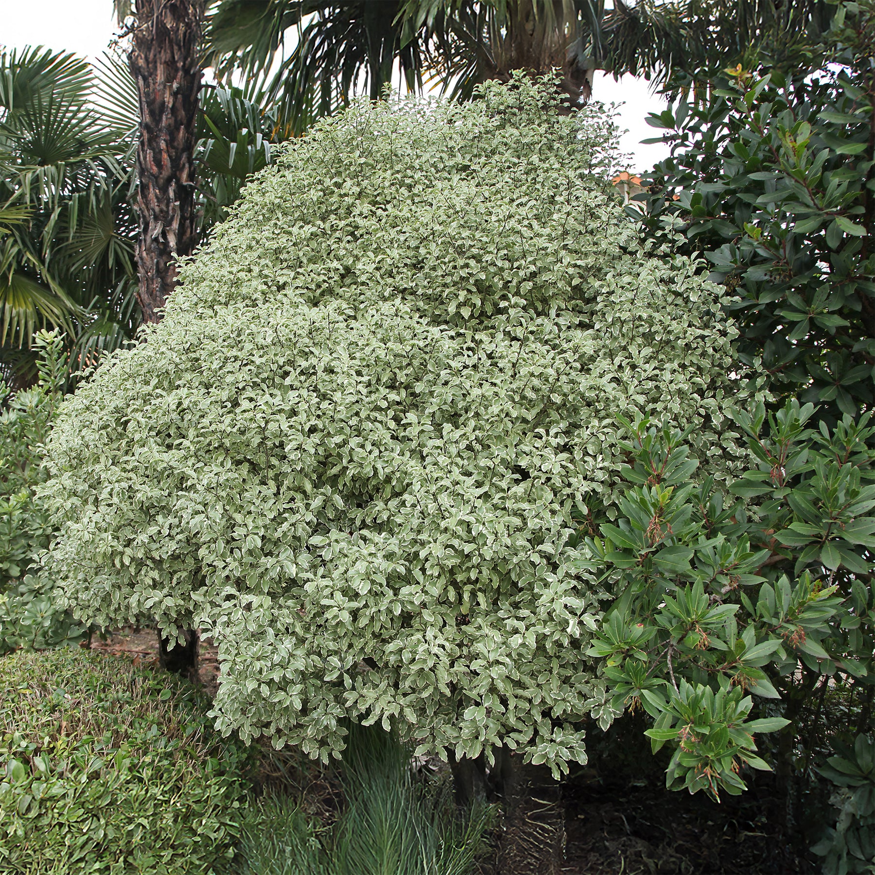 Verkoop Australische bonte Laurier - Wintergroene heesters