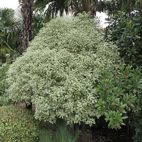 Verkoop Australische bonte Laurier - Wintergroene heesters