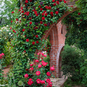 Rosa sympathie® - Roos Sympathie® - Geurende rozen