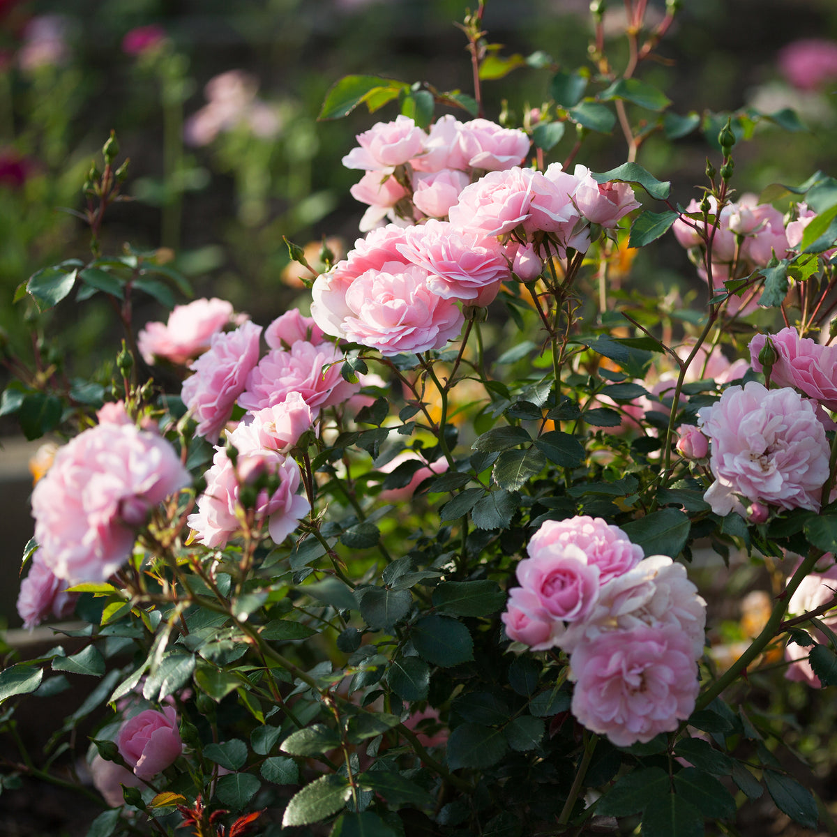 Roos 'Bonica 82'® - Rosa Bonica 82 ® - Willemse