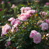 Roos 'Bonica 82'® - Rosa Bonica 82 ® - Willemse