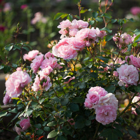 Roos 'Bonica 82'® - Rosa Bonica 82 ® - Willemse