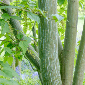 Esdoorn - Slangehuid Esdoorn - Acer davidii