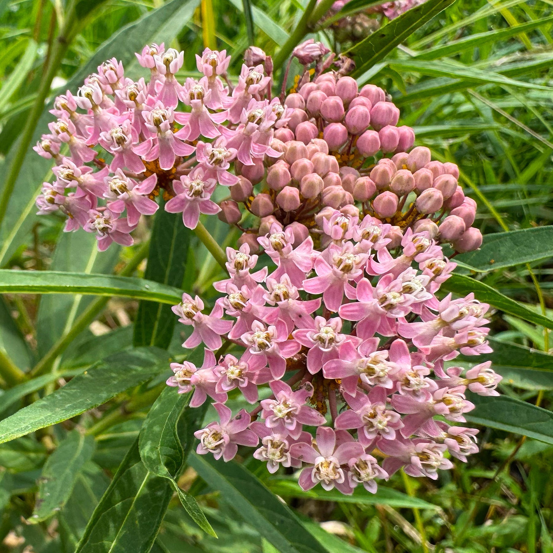Rode zijdeplant (x3) - Asclepias incarnata - Willemse