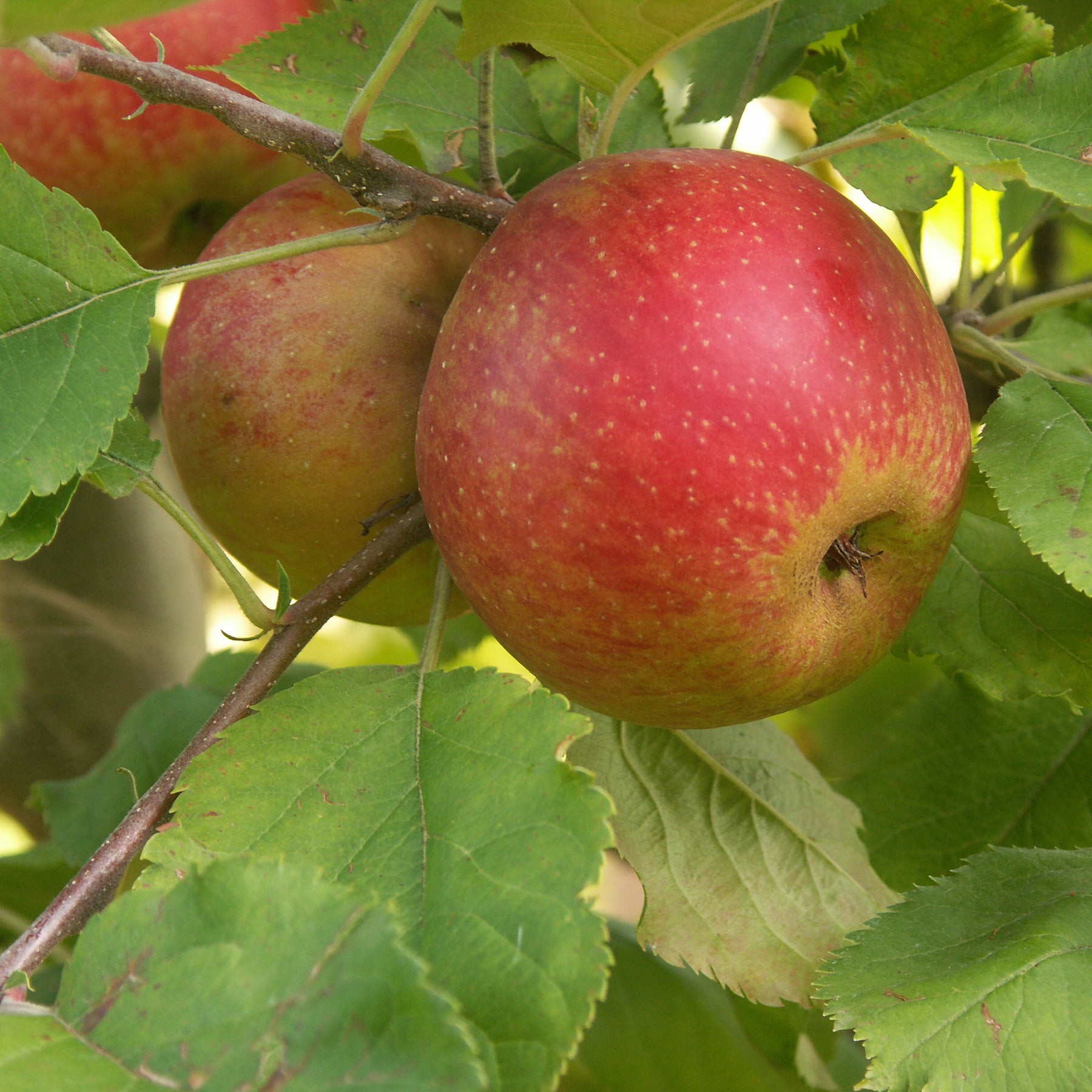 Appelboom 'Rode Boskoop' - Malus domestica Rode Boskoop - Willemse