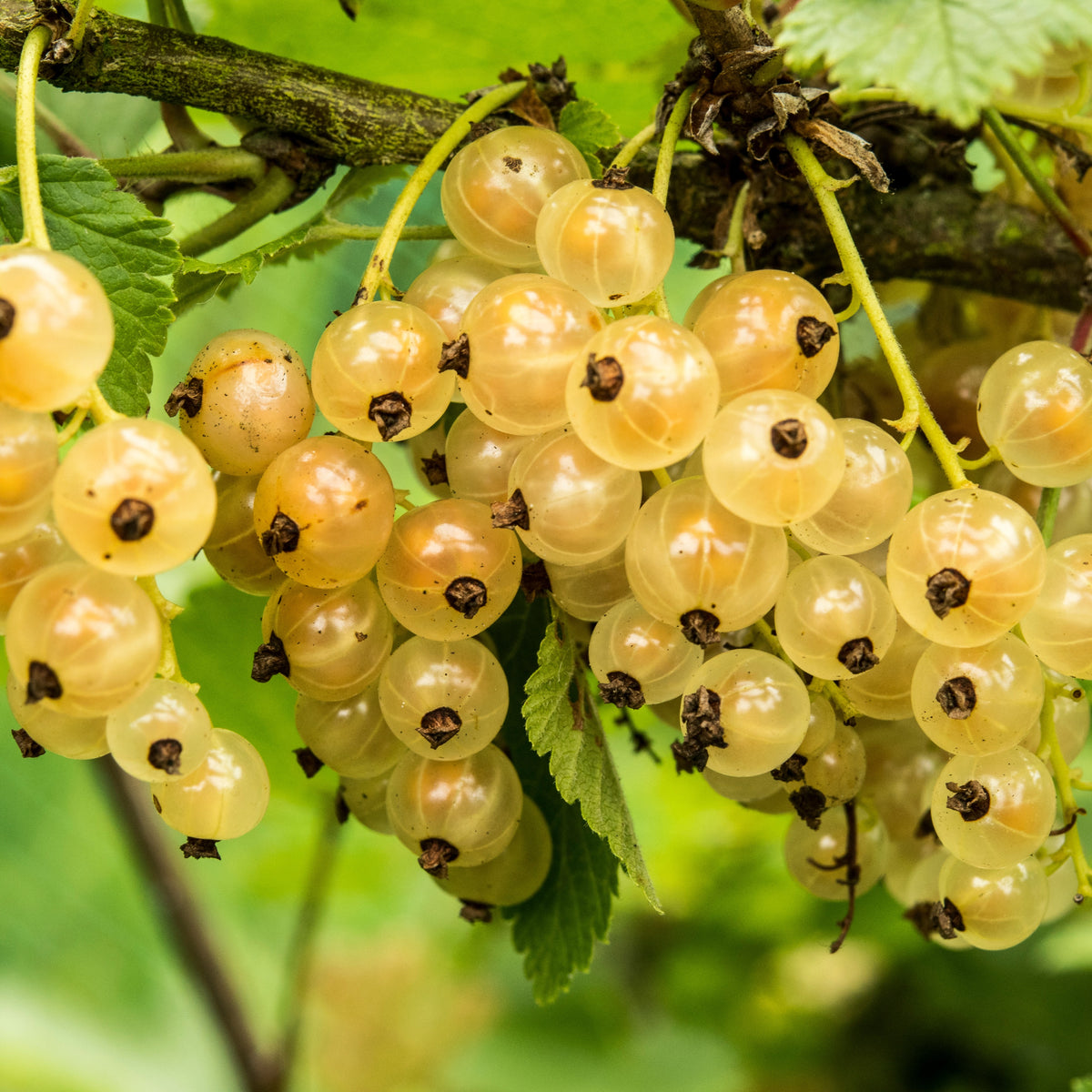 Witte aalbes 'Witte Hollander' - Ribes rubrum Witte Hollander - Willemse