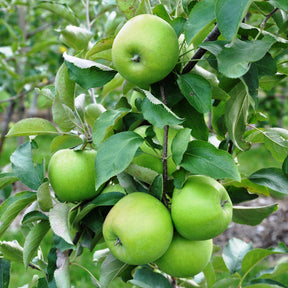 Appelboom 'Granny Smith'