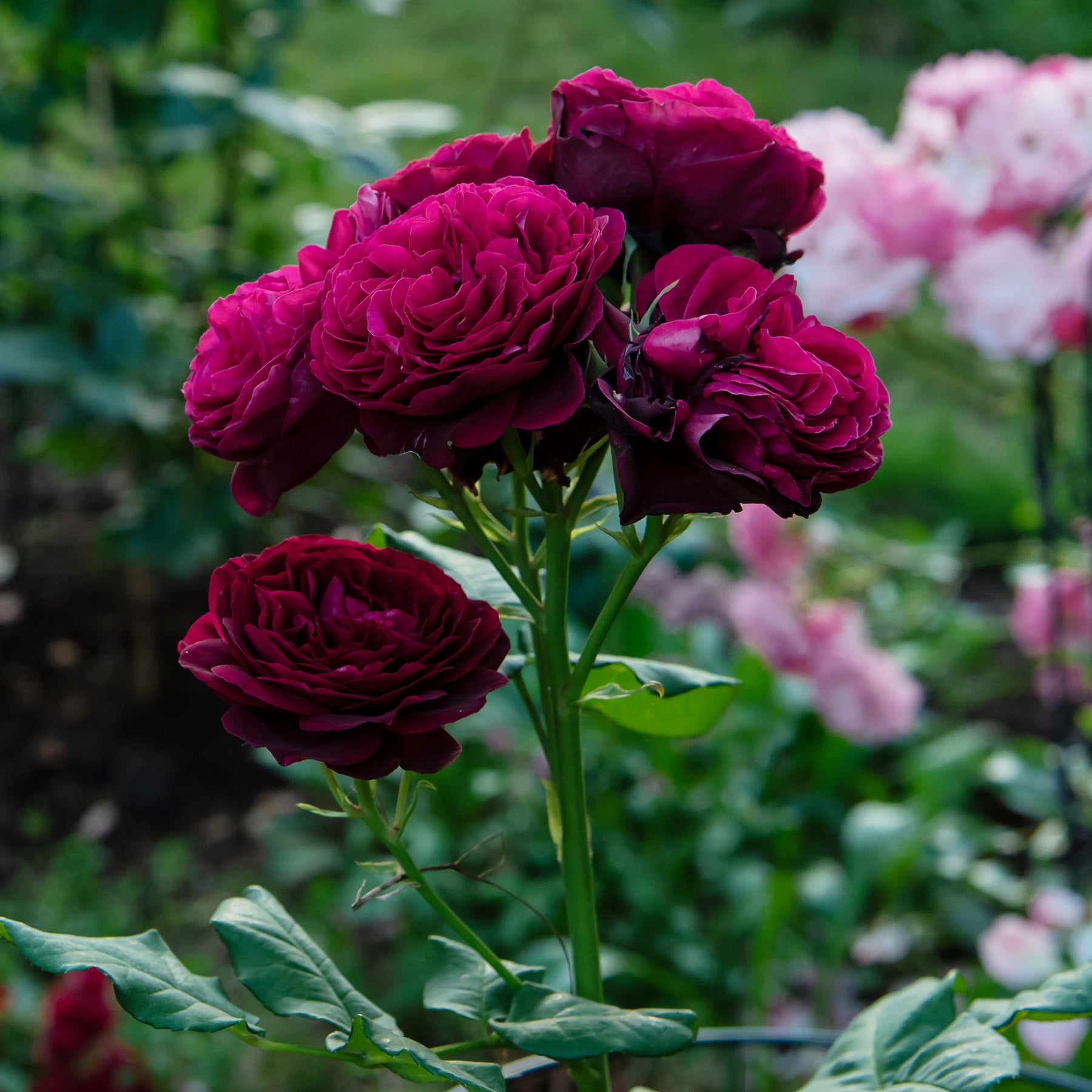 Rosa astrid gräfin von hardenberg ® - Roos 'Astrid Gräfin von Hardenberg'® - Geurende rozen
