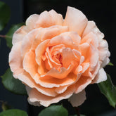 Rosa just joey ® - Roos 'Just Joey'® - Geurende rozen