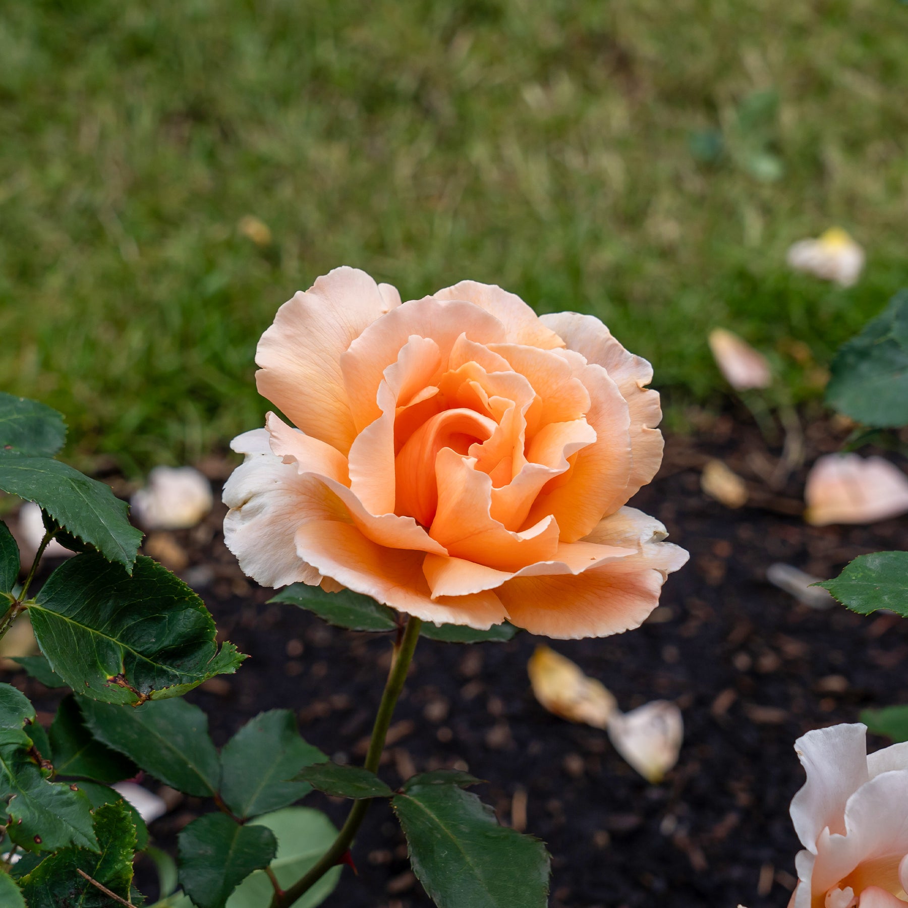 Roos 'Just Joey'® - Rosa just joey ® - Willemse