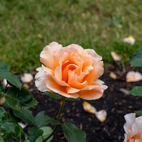 Roos 'Just Joey'® - Rosa just joey ® - Willemse