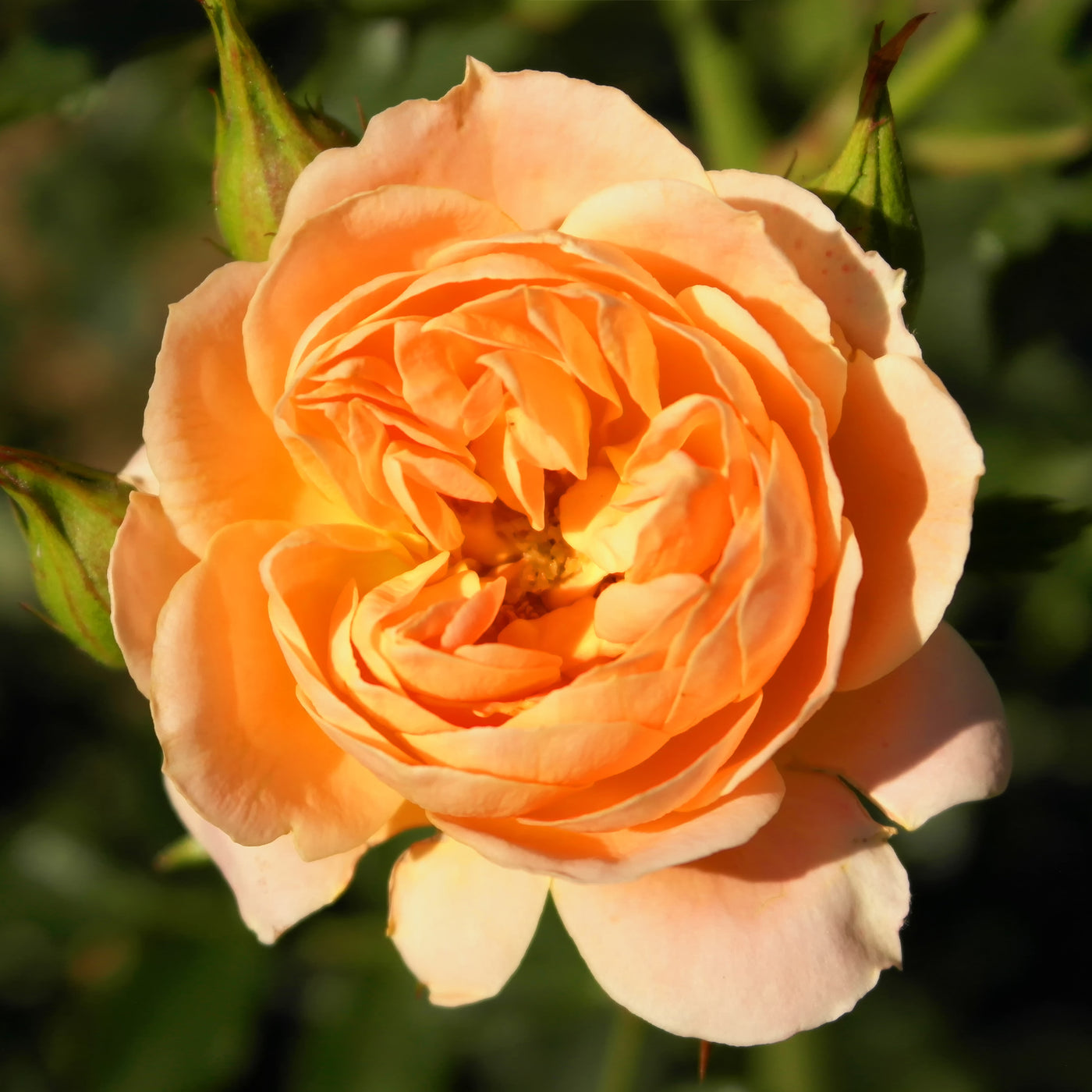 Rozen - Trosroos 'Sweet Dream'® - Rosa sweet dream ®