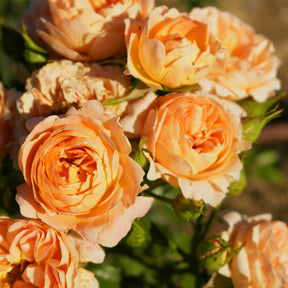 Trosroos 'Sweet Dream'® - Willemse