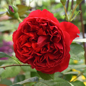 Klimroos 'Florentina'® - Willemse