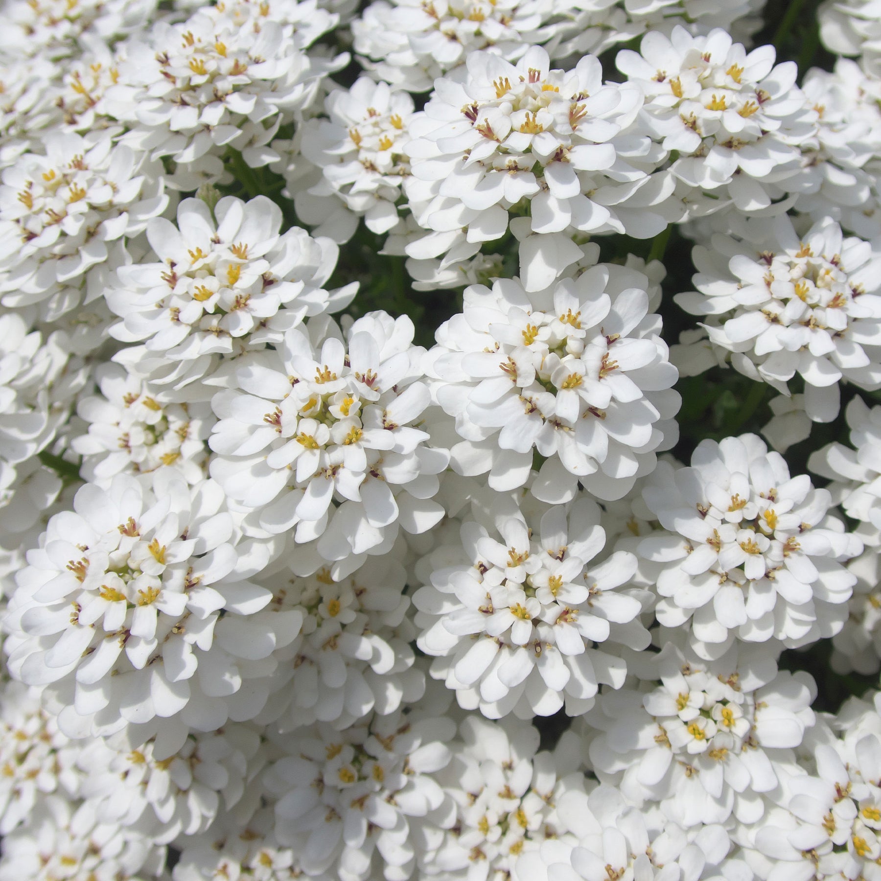 Scheefkelk 'Snowflake' - Iberis sempervirens 'snowflake' - Willemse