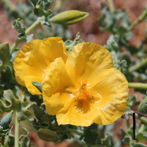 Gele hoornpapaver - Willemse