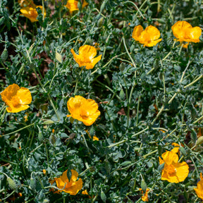Gele hoornpapaver - Glaucium flavum - Willemse