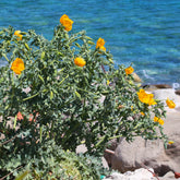 Vaste planten - Gele hoornpapaver - Glaucium flavum