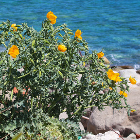 Vaste planten - Gele hoornpapaver - Glaucium flavum