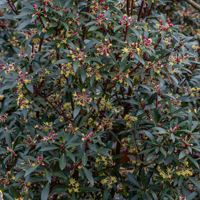 Tasmaanse Peper - Willemse