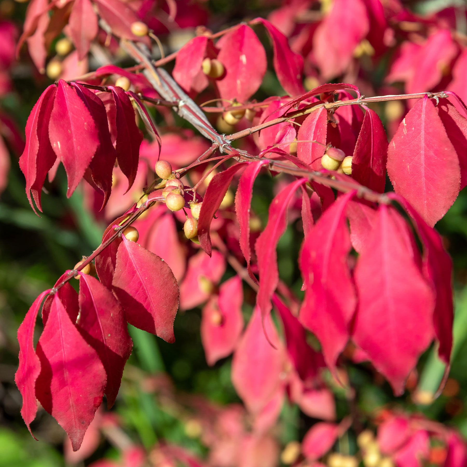 Phellomanus Kardinaalsmuts - Euonymus phellomanus - Willemse