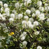 Lampenpoetserstruik - Fothergilla major - Willemse