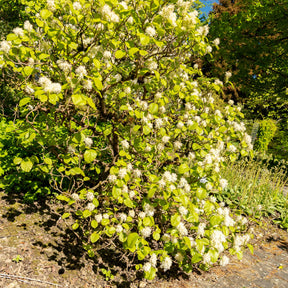 Balkon- en terrasplanten - Lampenpoetserstruik - Fothergilla major
