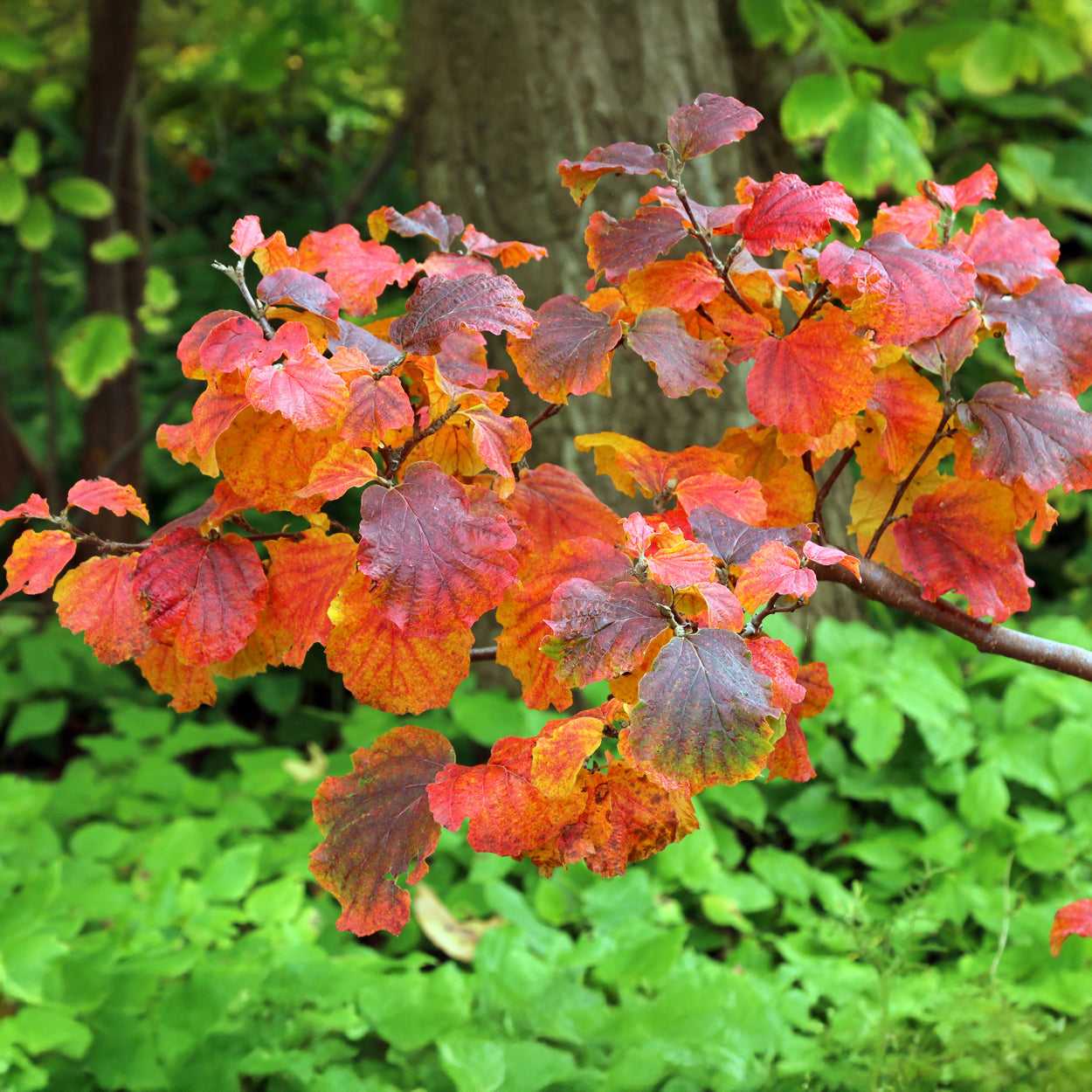 Fothergilla major - Lampenpoetserstruik - Balkon- en terrasplanten