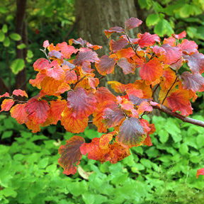 Fothergilla major - Lampenpoetserstruik - Balkon- en terrasplanten