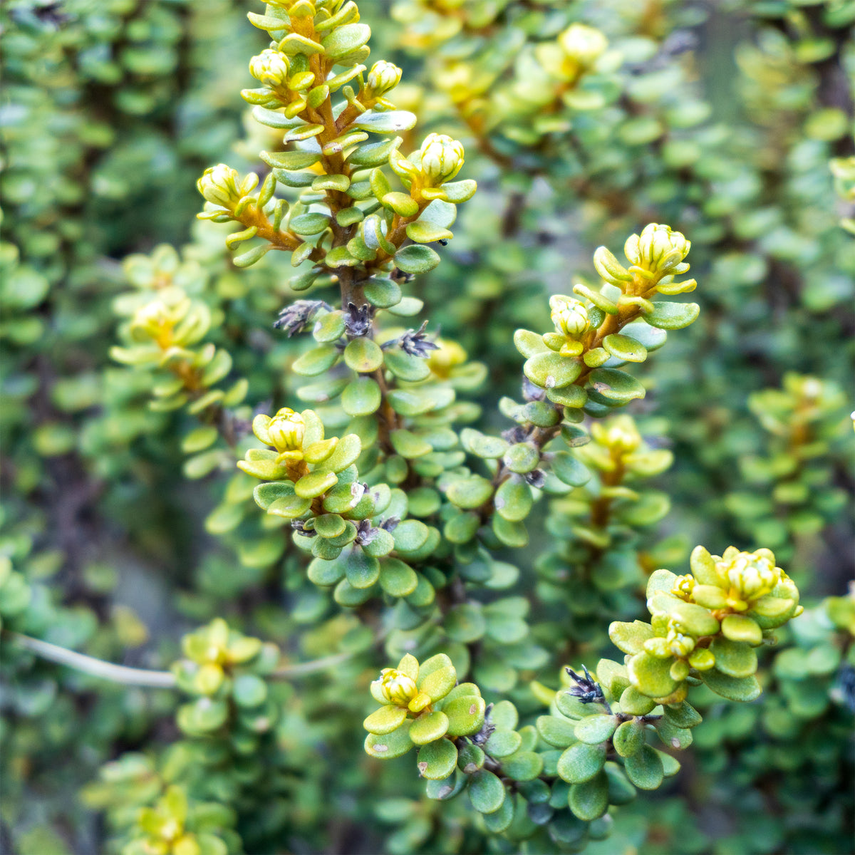 Boomaster - Willemse