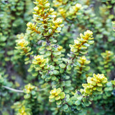 Boomaster - Willemse