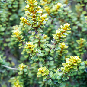 Boomaster - Willemse