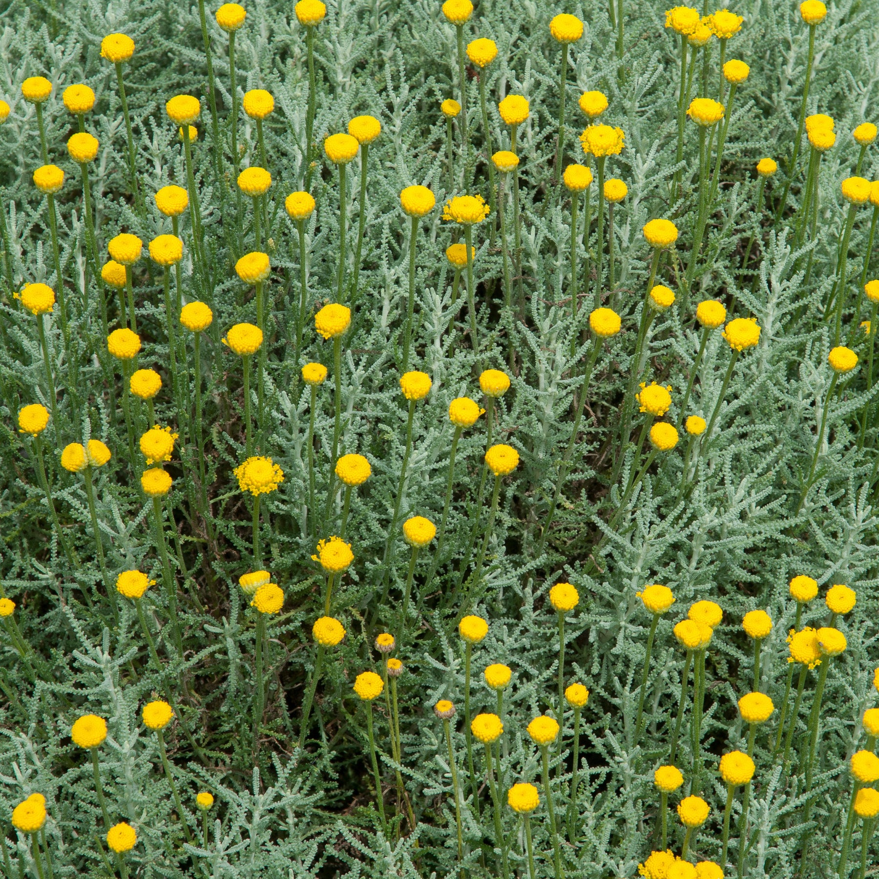 Santolina chamaecyparissus - Heiligenbloem - Vaste planten