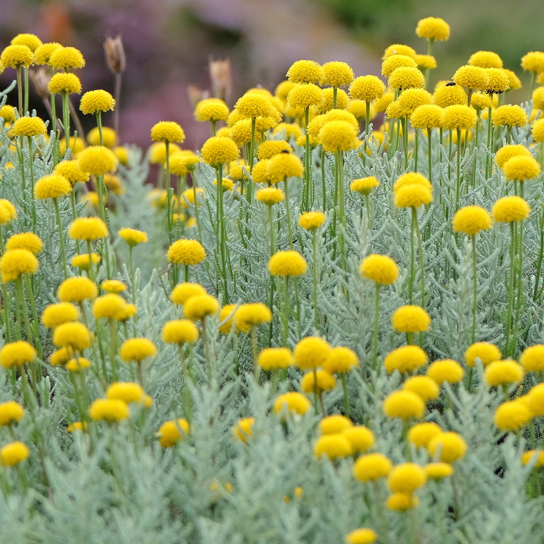 Heiligenbloem