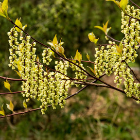 Stachyurus chinensis Joy Forever - Staartaar - Balkon- en terrasplanten