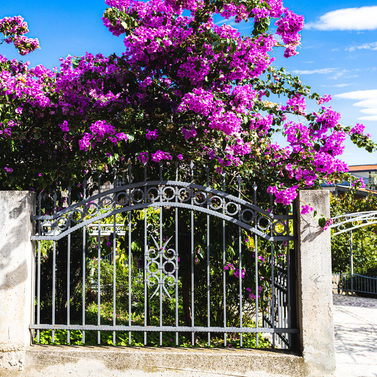 Bougainvillea 'violet de mèze' - Bougainville 'Violet de Mèze' - Bougainville