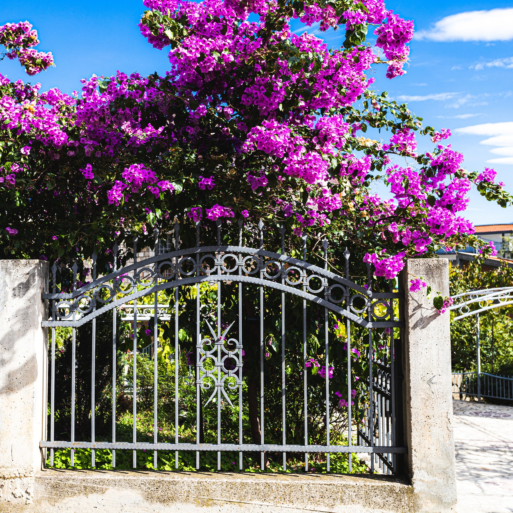 Bougainvillea 'violet de mèze' - Bougainville 'Violet de Mèze' - Bougainville