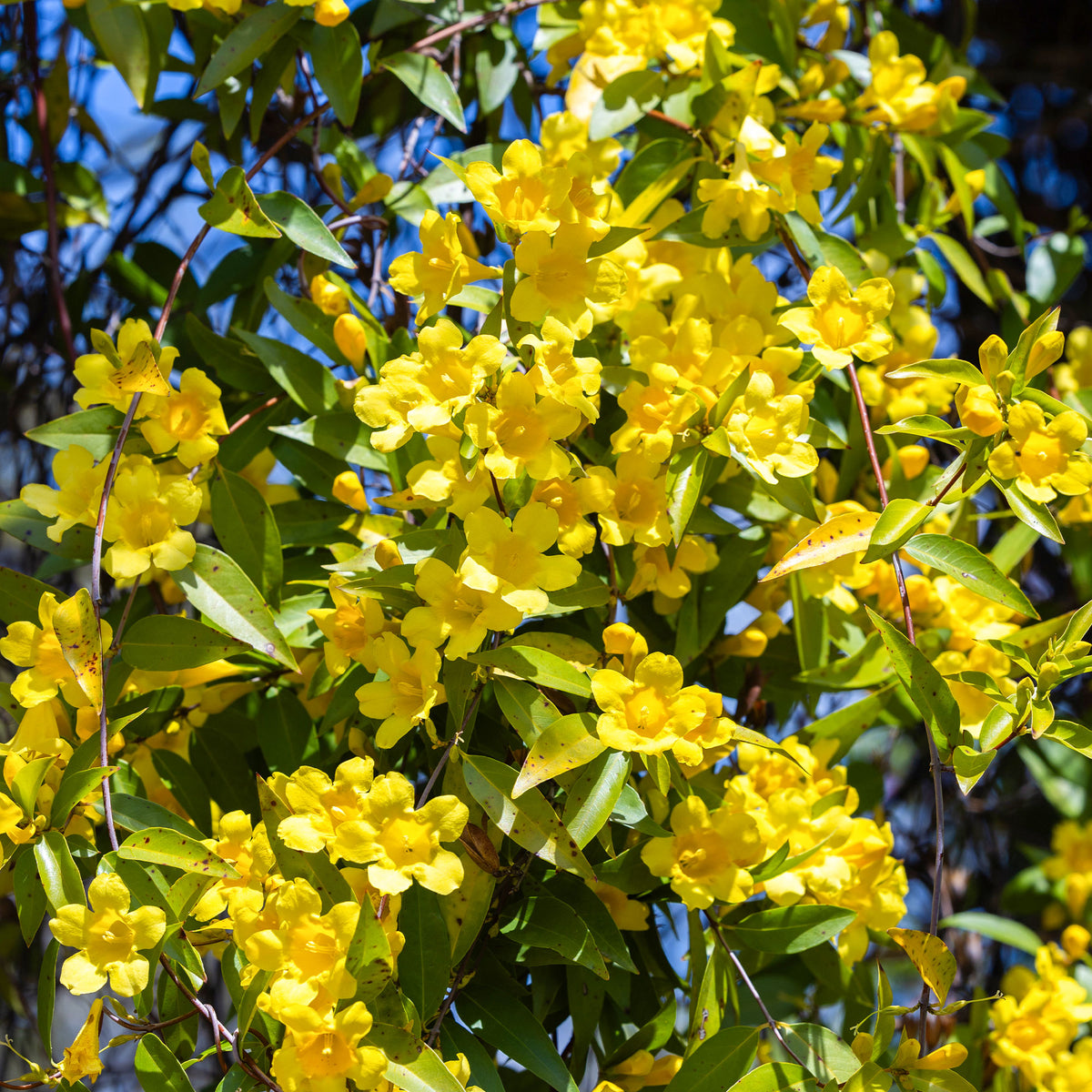 Gelsemium sempervirens - Gele jasmijn - Klimplanten