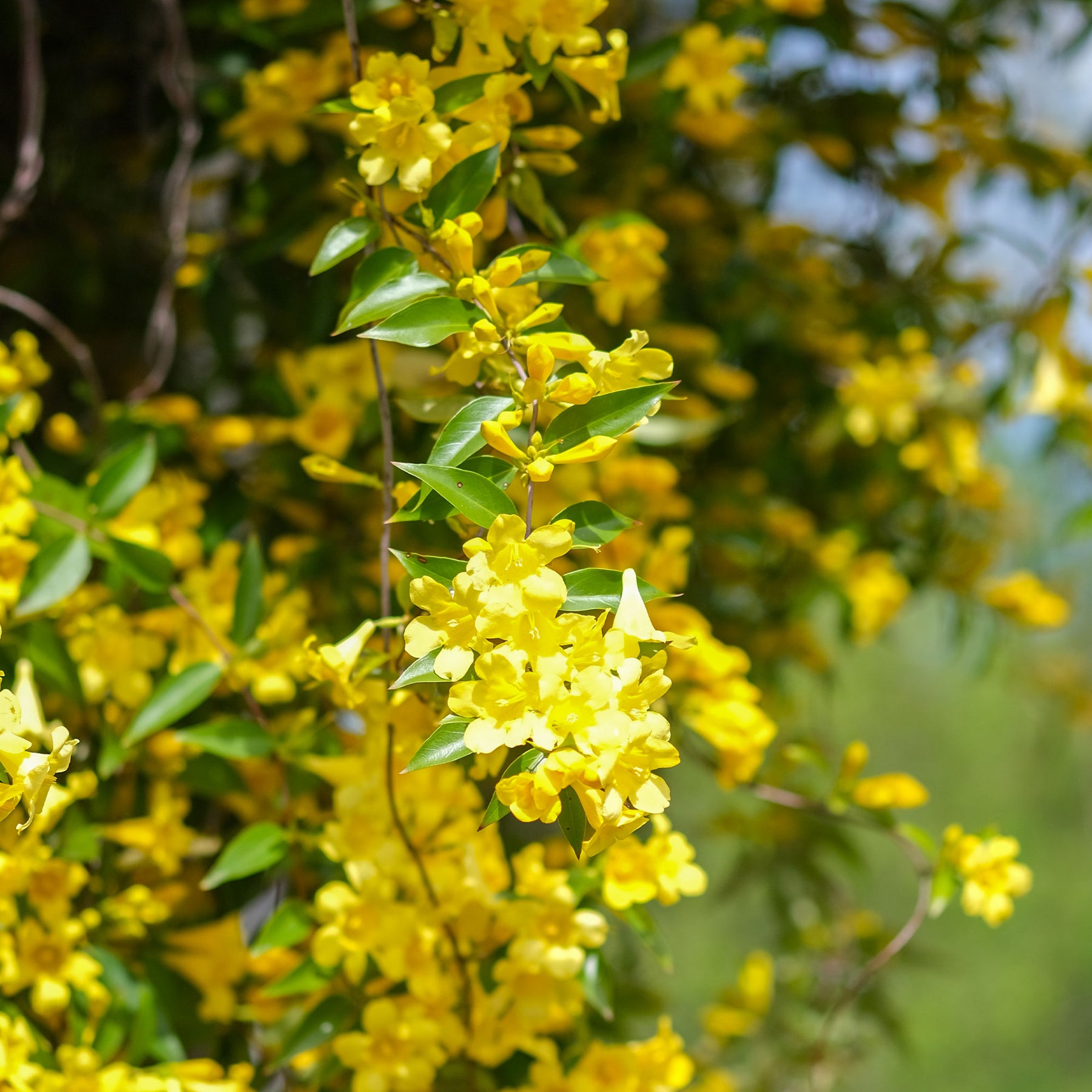 Gele jasmijn - Gelsemium sempervirens - Willemse