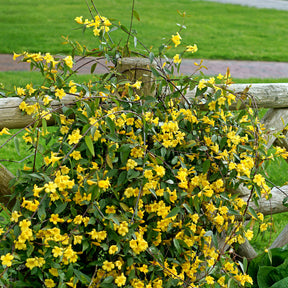 Klimplanten - Gele jasmijn - Gelsemium sempervirens